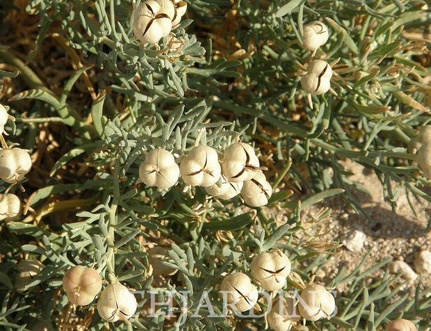MELALEUCA PUSTULATA - MURTA AROMÁTICA, CRANBROOK PAPERBARK, WARTY PAPERBARK
