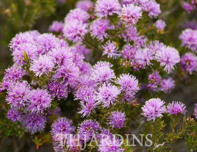 MELALEUCA SQUAMEA - MEL DO PÂNTANO, MURTA DO PÂNTANO