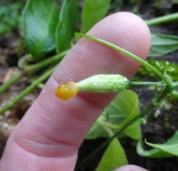 Melothria dulcis - Melotria Doce, Mini Melancia Doce, Pepino doce - Imagem 2