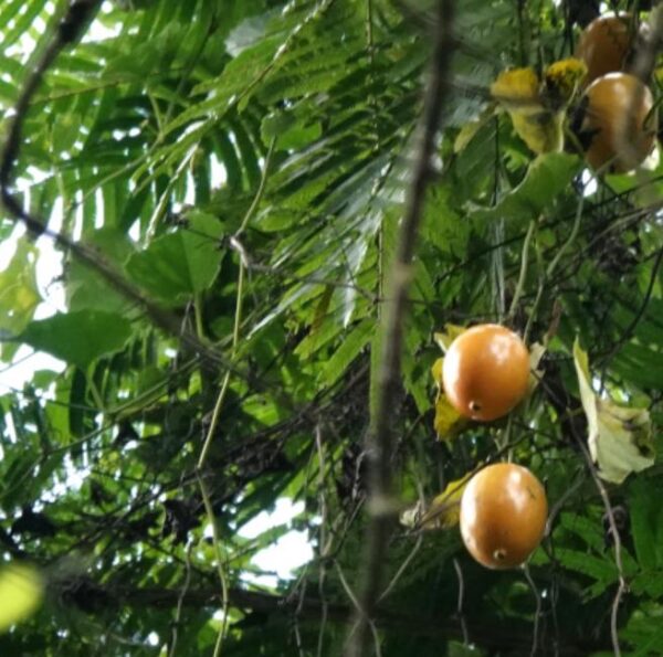 Melothria dulcis - Melotria Doce, Mini Melancia Doce, Pepino doce - Imagem 5