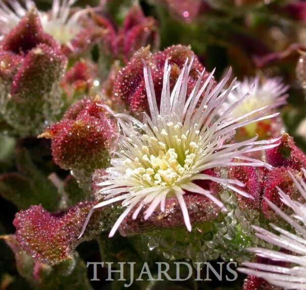 MESEMBRYANTHEMUM CRYSTALLINUM - PLANTA GELO, ICEPLANT, PLANTA GELO CRISTALINA