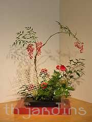 NANDINA DOMESTICA - BAMBU SAGRADO