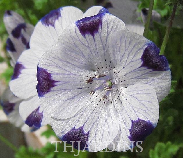 NEMOPHILA MACULATA - FIVESPOT, FIVE SPOT BABY, BABY BLUE EYES