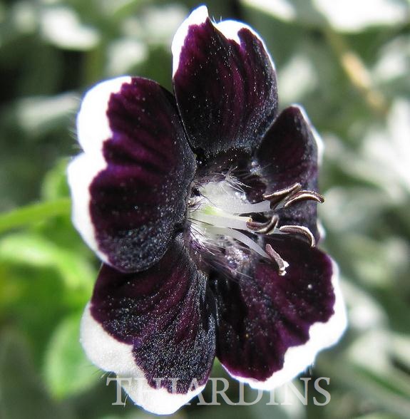 NEMOPHILA MENZIESII PENNY BLACK - FIVE SPOT, BABY BLACK EYES