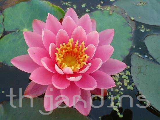 NYMPHAEA - NYMPHAEA LOTUS CAPENSIS PINK DAY
