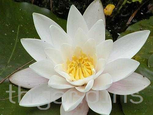 NYMPHAEA - NYMPHAEA LOTUS JUNO WHITE NIGHT