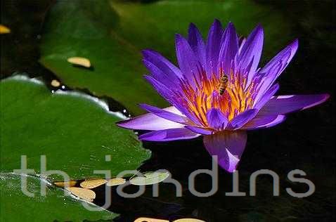NYMPHAEA - NYMPHAEA LOTUS BLUE WATER CAERULEA