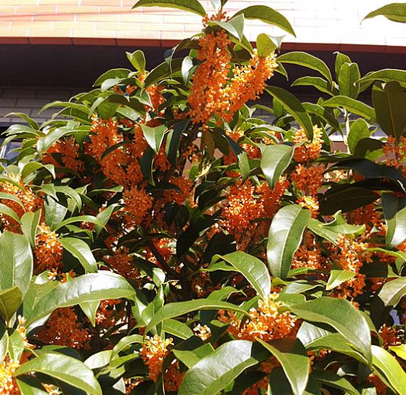 OSMANTHUS FRAGRANS VAR. AURANTIACUS - OSMANTHUS DOCE, OSMANTHUS PERFUMADO, AZEITE DOCE, CHÁ VERDE-OLIVA, VERDE-OLIVA P