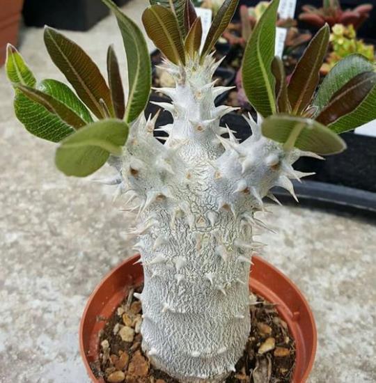 PACHYPODIUM HOROMBENSE - PALMEIRA DE MADAGASCAR (PACHYPODIUM HOROMBENSE)