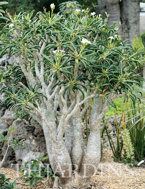 PACHYPODIUM LAMEREI VAR. RAMOSUM - PALMEIRA ANÃO DE MADAGASCAR