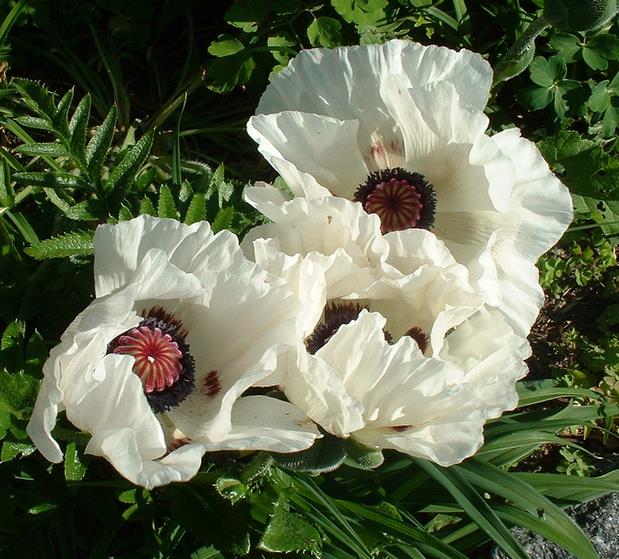 PAPAVER ORIENTALE ROYAL WEDDING - PAPOULA PRETA E BRANCA, POPPY BLACK & WHITE, PAPOULA CASAMENTO REAL, PAPOULA ORI
