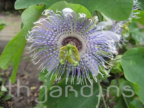 PASSIFLORA ACTINIA - MARACUJÁ ACTINIA