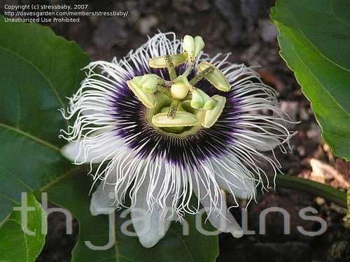 PASSIFLORA PANDORA - BLACK PASSION FRUIT