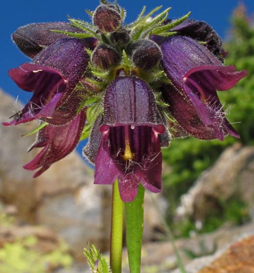 PENSTEMON WHIPPLEANUS CHOCOLATE DROP - PENSTEMON GOTA DE CHOCOLATE, DUSKY BEARDTONGUE, WHIPPLES PENSTEMON