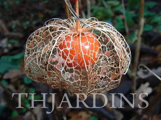 PHYSALIS ALKENGI - PHYSALIS ANÃO – MINI PHYSALIS