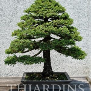 Picea jezoensis - Pinheiro abeto Jezo