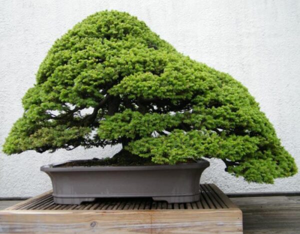Picea jezoensis - Pinheiro abeto Jezo - Imagem 10