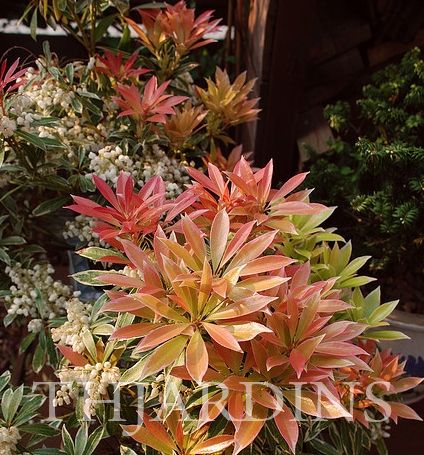 PIERIS FLORIBUNDA - CHAMA DA FLORESTA, ANDROMEDA DA MONTANHA