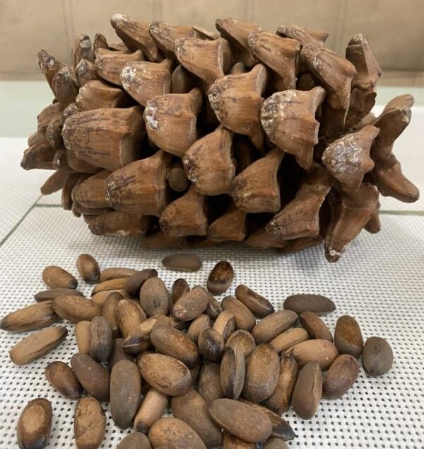 Pinus maximartinezii - Pinhão Martinez, Maxi-Pinhão, Pinhão Real, Pinheiro Zacatecas - Imagem 9