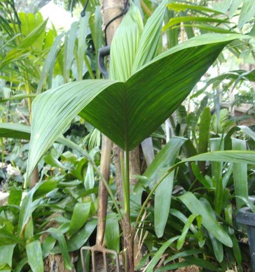 PRESTOEA ENSIFORMIS (ENTIRE LEAF) - PALMEIRA PRESTOEA ENSIFORMIS DE FOLHA INTEIRA