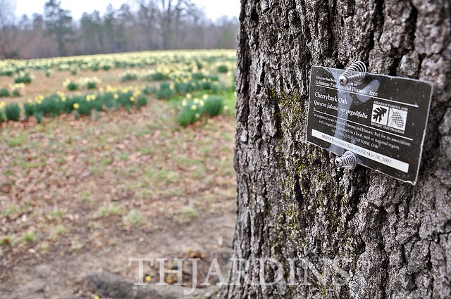QUERCUS FALCATA PAGODIFOLIA - CARVALHO CHERRYBARK, CARVALHO ESPANHOL
