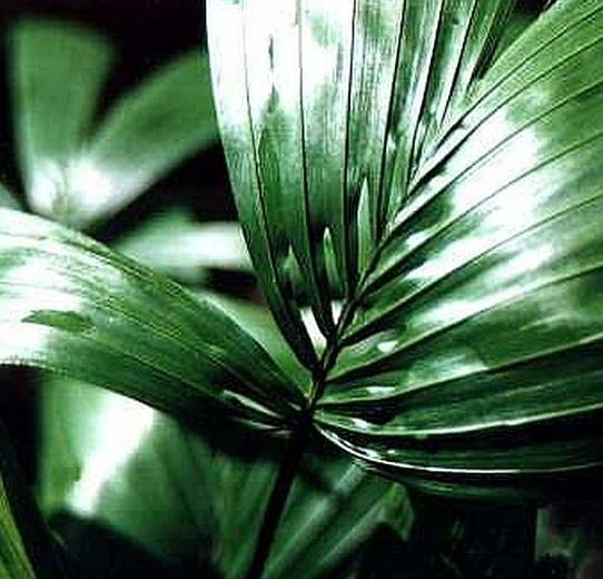 REINHARDTIA GRACILIS - PALMEIRA DA JANELA, PALMEIRA, WINDOW PANE PALM