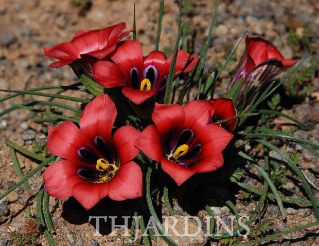 ROMULEA MONADELPHA (Romulea sabulosa) - MINI ÍRIS ROMULEA MONADELPHA