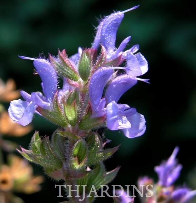 SALVIA AMPLEXICAULIS - SALVIA AMPLEXICAULIS