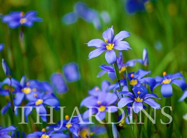 SISYRINCHIUM ANGUSTIFOLIUM - BLUE EYED GRASS