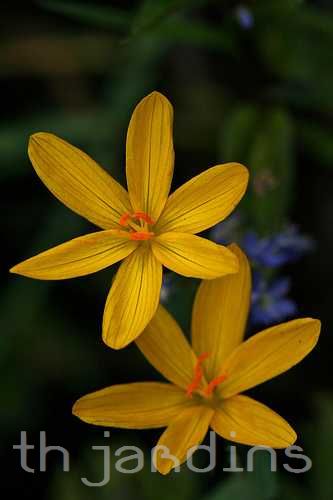 SISYRINCHIUM CALIFORNICUM - GOLDEN EYED GRASS
