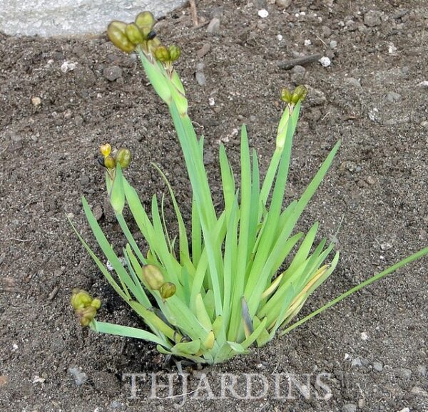 SISYRINCHIUM CALIFORNICUM YELLOW STONE - GRAMA DE OLHOS DOURADOS, GOLDEN EYED GRASS