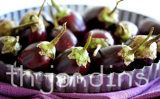 SOLANUM MELONGENA PURPLE BABY - BERINGELA BEBÊ , BERINGELA BABY, MINI BERINGELA
