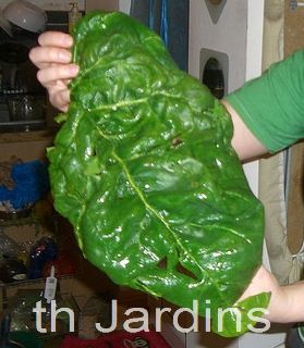 SPINACIA OLERACEA GIANT NOBLE - ESPINAFRE NOBRE GIGANTE