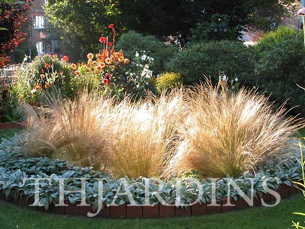 STIPA TENUISSIMA - GRAMA PONY TAIL, GRAMA DECORATIVA MEXICANA