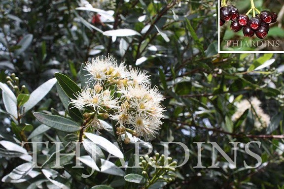 SYZYGIUM PONDOENSE - PONDO WATERWOOD