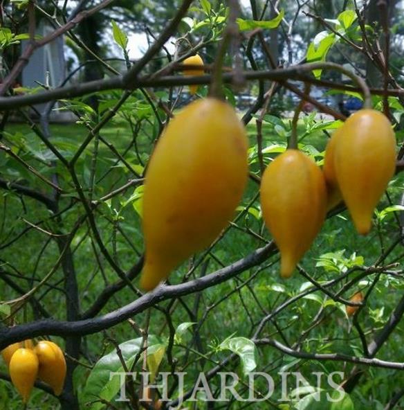 TABERNANTHE IBOGA - IBOGA, IBOGAINA, ARVORE DA SABEDORIA, ARVORE DO CONHECIMENTO