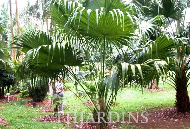 THRINAX RADIATA (THRINAX FLORIDANA) - PALMEIRA LEQUE BRILHANTE, PALMEIRA CHIT CHIT