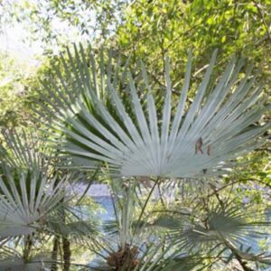 TRACHYCARPUS PRINCEPS (BLUE SILVER) - PALMEIRA PRINCIPE TRACHYS, STONE GATE PALM, BLUE SILVER TRACHYCARPUS, PALMEIRA P