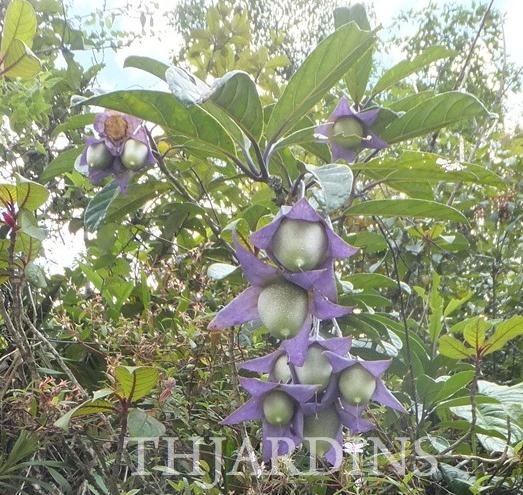 TRIANAEA SPECIOSA - TREPADEIRA TRIANAEA SPECIOSA