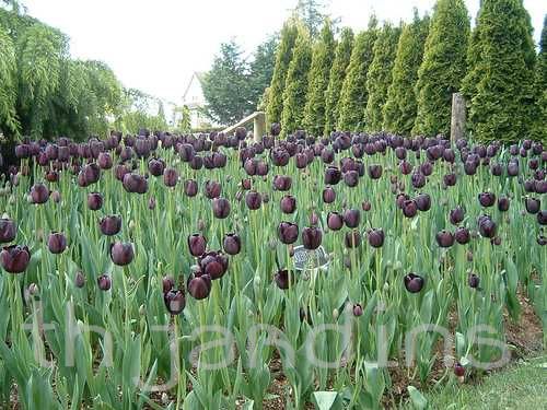 TULIPA GESNERIANA - TULIPAS NEGRAS - QUEEN OF THE NIGHT