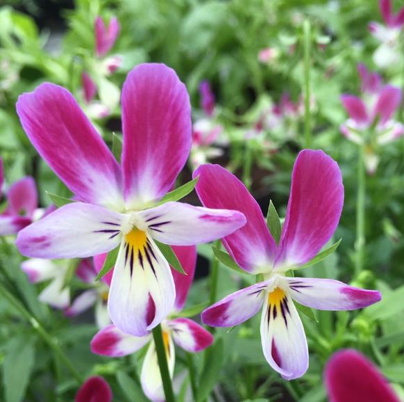 VIOLA X WITTROCKIANA CV. BUNNY EARS - VIOLETA ORELHAS DE COELHO, AMOR-PERFEITO ORELHA DE COELHO