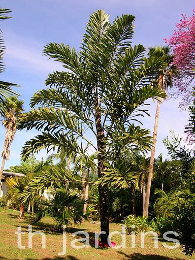 WALLICHIA DISTICHA - PALMEIRA PLUMAS DO HYMALAIA