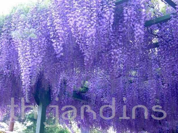 WISTERIA SINENSIS - FLORIBUNDA LILÁS - WISTERIA LILÁS
