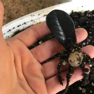 ZAMIOCULCAS ZAMIFOLIA RAVEN BLACK (DOWON) - ZAMIOCULCAS NEGRA, ZZ FOLHA NEGRA, BLACK RAVEN ZZ