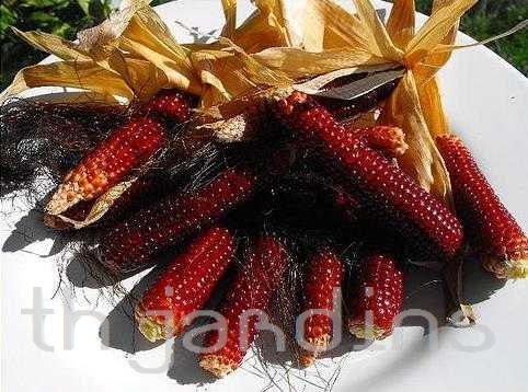 ZEA MAYS - MILHO CHIRES SWEET BABY CORN