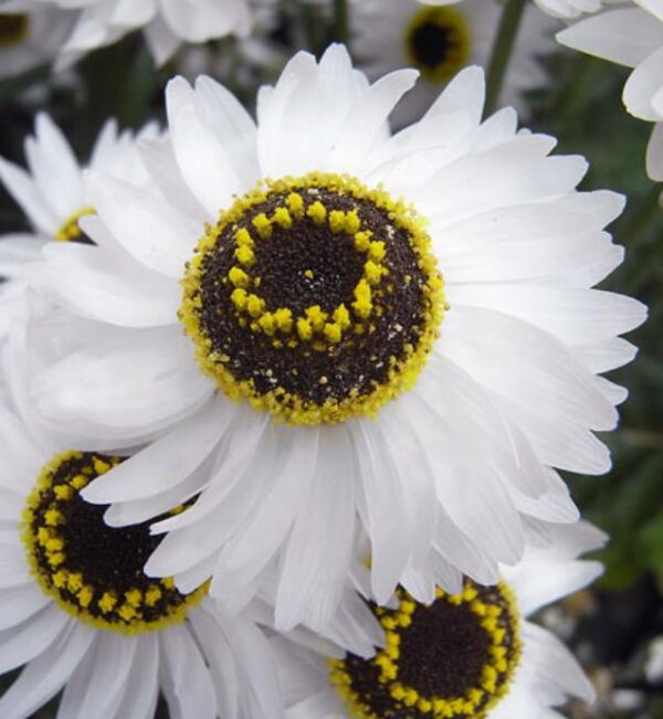 Acroclinium roseum 'Pierrot' - Rosa Eterna Pierrot, Flor Imortal Australiana, Margarida Eterna Pierrot - Imagem 8