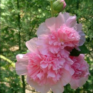 Alcea Rosea Chaters Double Rose Pink - Malva Dobrada Dupla Rosa, Alcea, Atléia, Malva Real, Malvaisco, Hollyhock