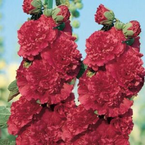 Alcea Rosea Chaters Double Scarlet - Malva Dobrada Dupla Scarlet, Alcea, Atléia, Malva Real, Malvaisco, Hollyhoc