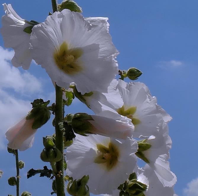 Alcea Rosea Snow Peaks - Malva Picos De Neve, Malva Branca Snow Peaks - Imagem 2
