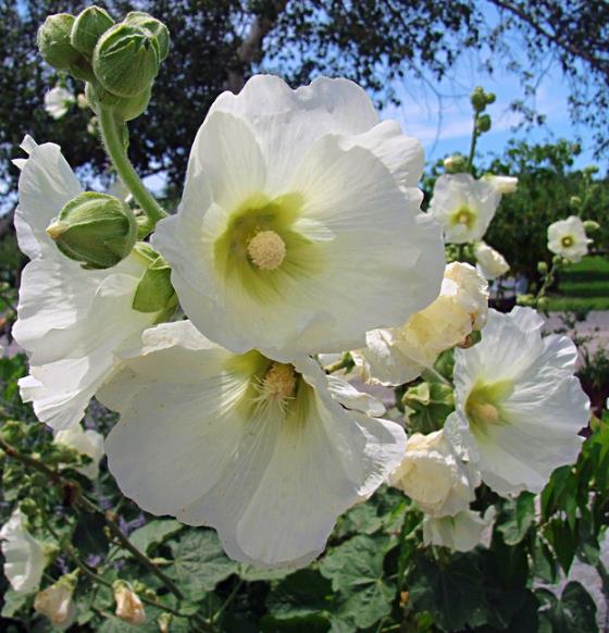 Alcea Rosea Snow Peaks - Malva Picos De Neve, Malva Branca Snow Peaks - Imagem 3